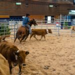 2022-10 - Equita Lyon - Tri de bétail - 025